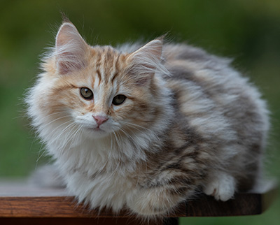 Archibald - 13 semaines