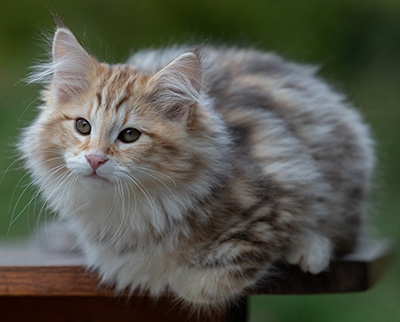 Archibald - 13 semaines