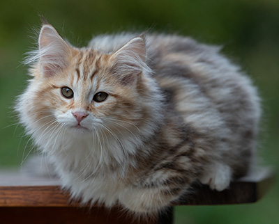 Archibald - 13 semaines