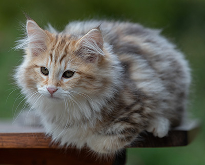 Archibald - 13 semaines