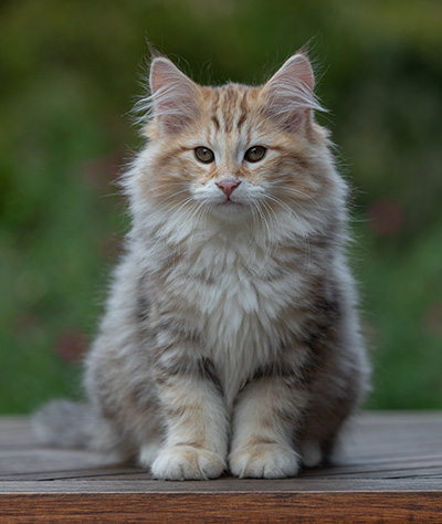 Archibald - 13 semaines