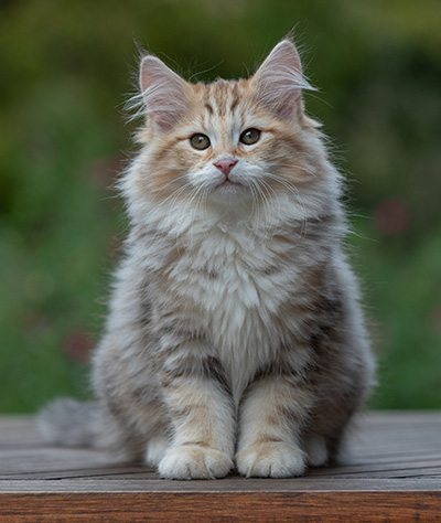 Archibald - 13 semaines