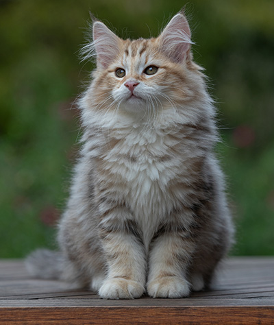 Archibald - 13 semaines