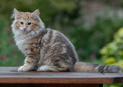 Archibald - 13 semaines