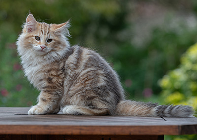 Archibald - 13 semaines