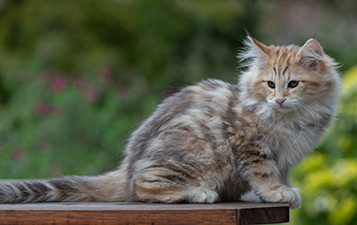 Archibald - 13 semaines