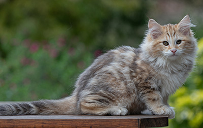 Archibald - 13 semaines