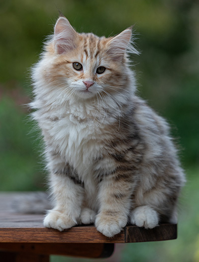 Archibald - 13 semaines