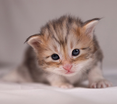 Archibald - 3 weeks old