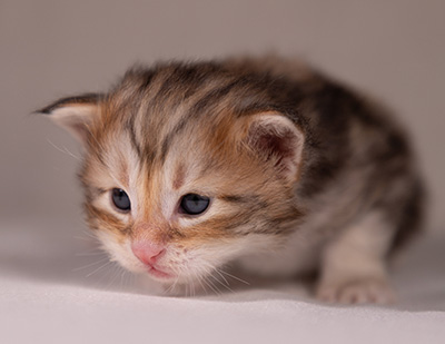 Archibald - 3 weeks old