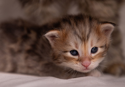 Archibald - 3 weeks old