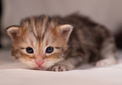 Archibald - 3 weeks old