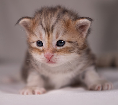 Archibald - 3 weeks old