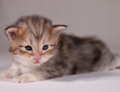 Archibald - 3 weeks old