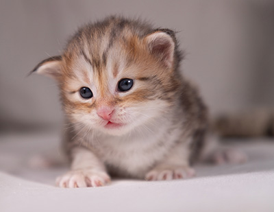 Archibald - 3 weeks old