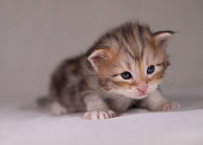 Archibald - 3 weeks old
