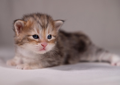 Archibald - 3 weeks old