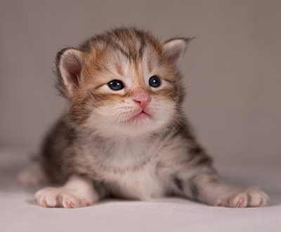 Archibald - 3 weeks old