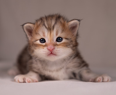 Archibald - 3 weeks old
