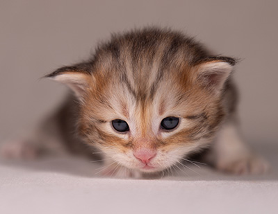 Archibald - 3 weeks old