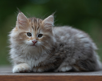 Archibald - 9 Wochen alt