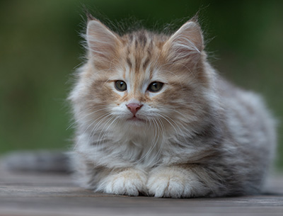 Archibald - 9 Wochen alt