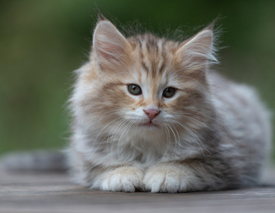 Archibald - 9 Wochen alt