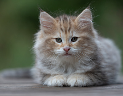 Archibald - 9 Wochen alt