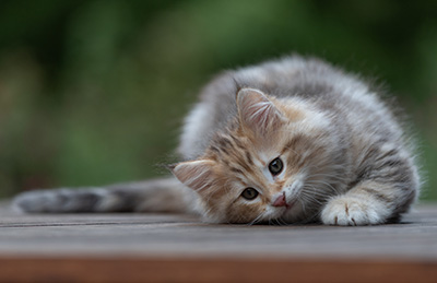 Archibald - 9 Wochen alt