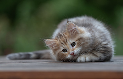 Archibald - 9 Wochen alt