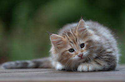 Archibald - 9 Wochen alt