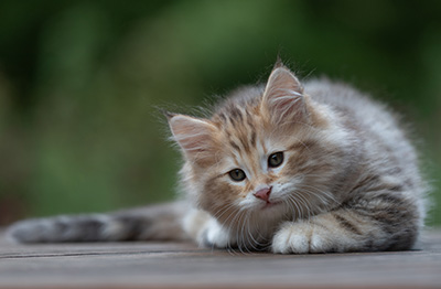 Archibald - 9 Wochen alt