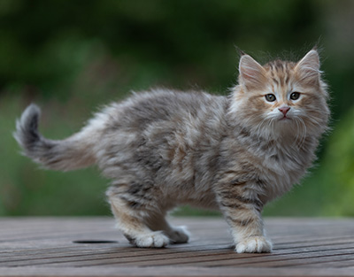 Archibald - 9 Wochen alt