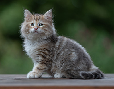 Archibald - 9 Wochen alt