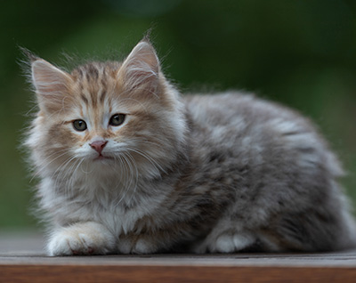 Archibald - 9 Wochen alt