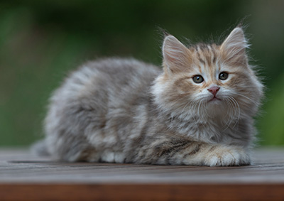 Archibald - 9 Wochen alt