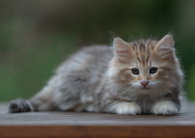 Archibald - 9 Wochen alt