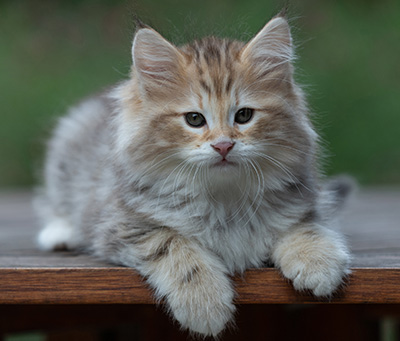 Archibald - 9 Wochen alt