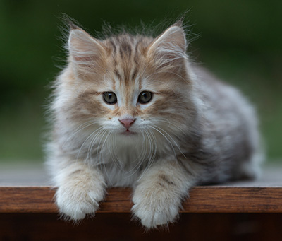 Archibald - 9 Wochen alt