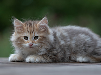 Archibald - 9 Wochen alt