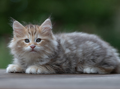 Archibald - 9 Wochen alt