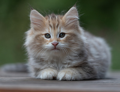 Archibald - 9 Wochen alt