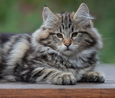 Arnold - 13 semaines