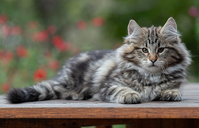 Arnold - 13 semaines