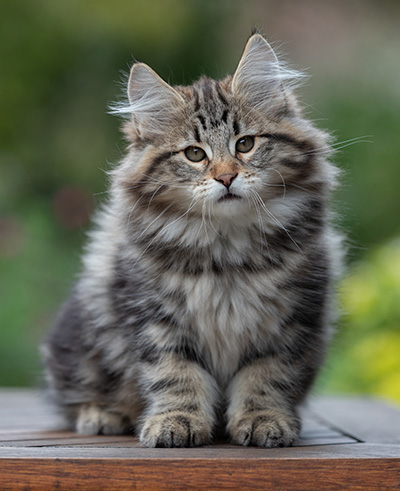 Arnold - 13 semaines