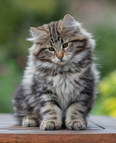 Arnold - 13 semaines