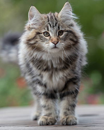 Arnold - 13 semaines