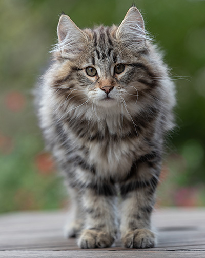 Arnold - 13 semaines