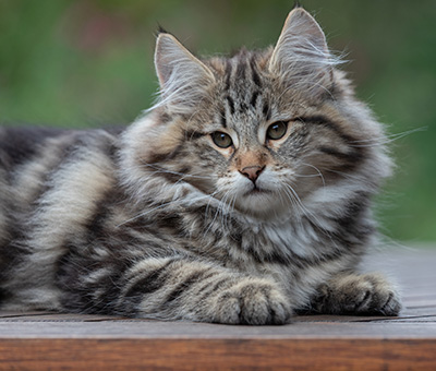 Arnold - 13 semaines