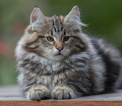 Arnold - 13 semaines